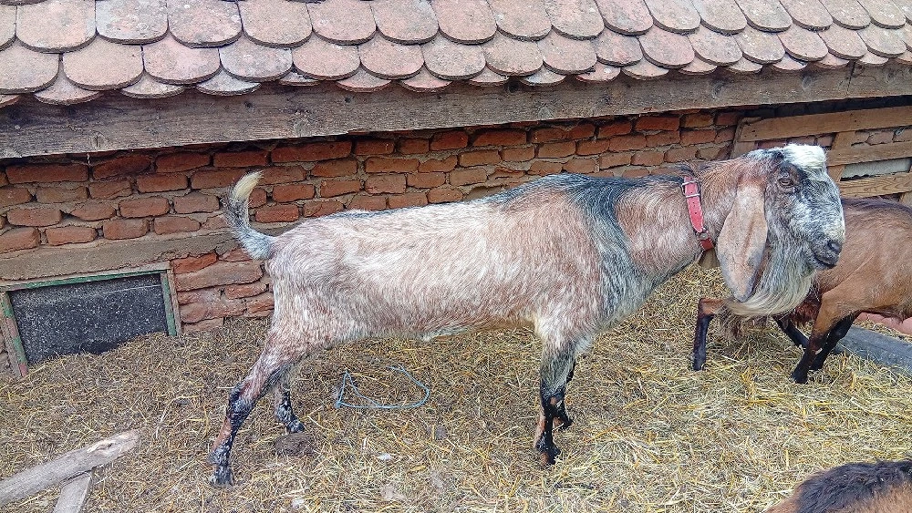 Capre de vînzare si țap anglo nubian 