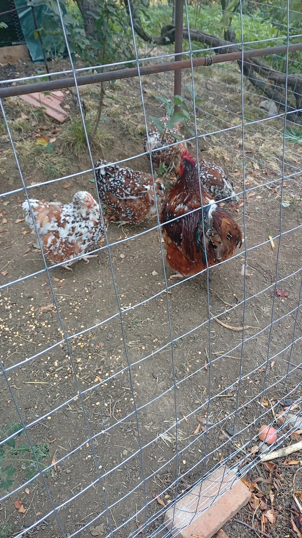 Cocos conchichina porțelan urias 