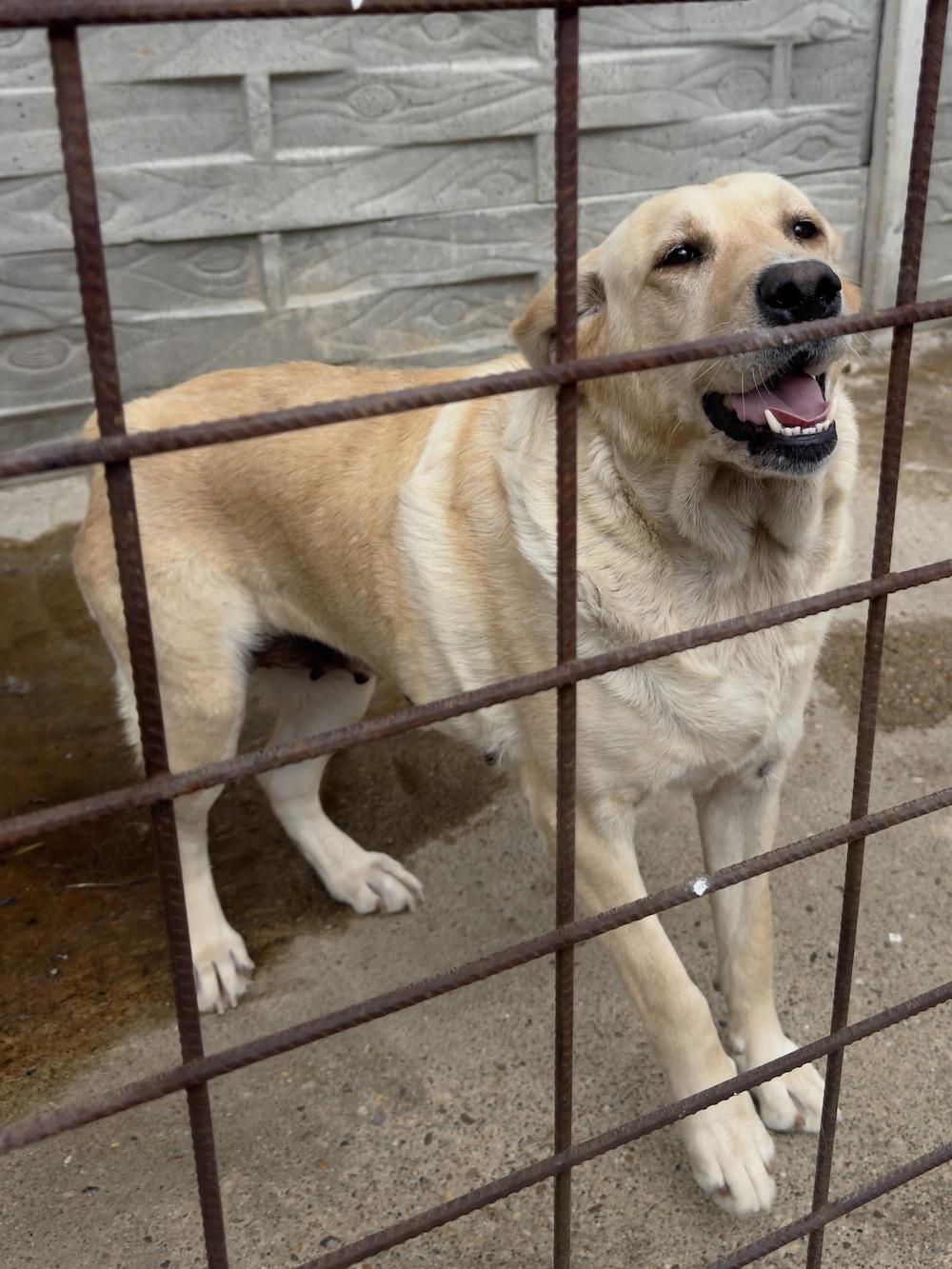 Labradorul superbi