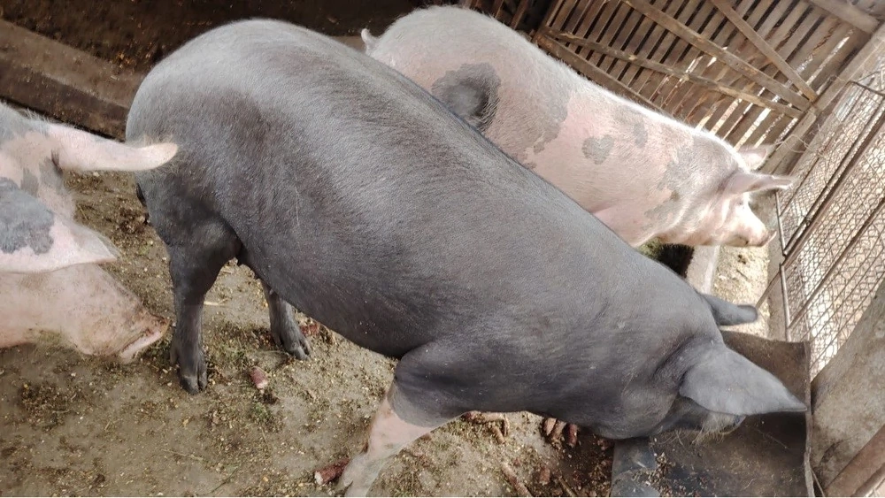 Vand trei porci 