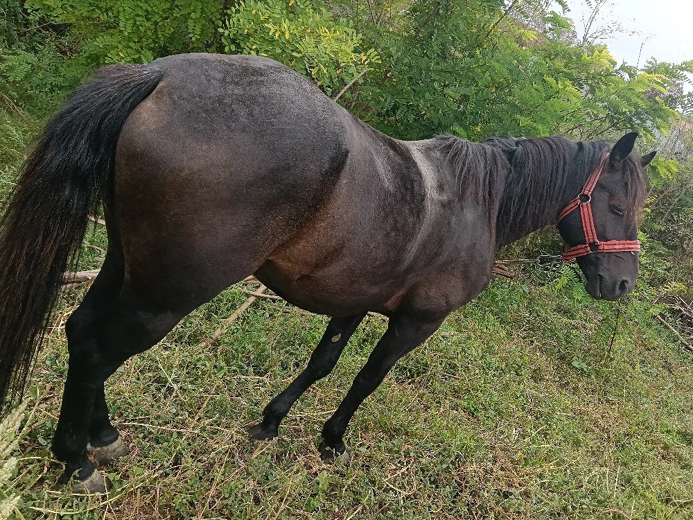 cal de vanzare ,necastrat 
