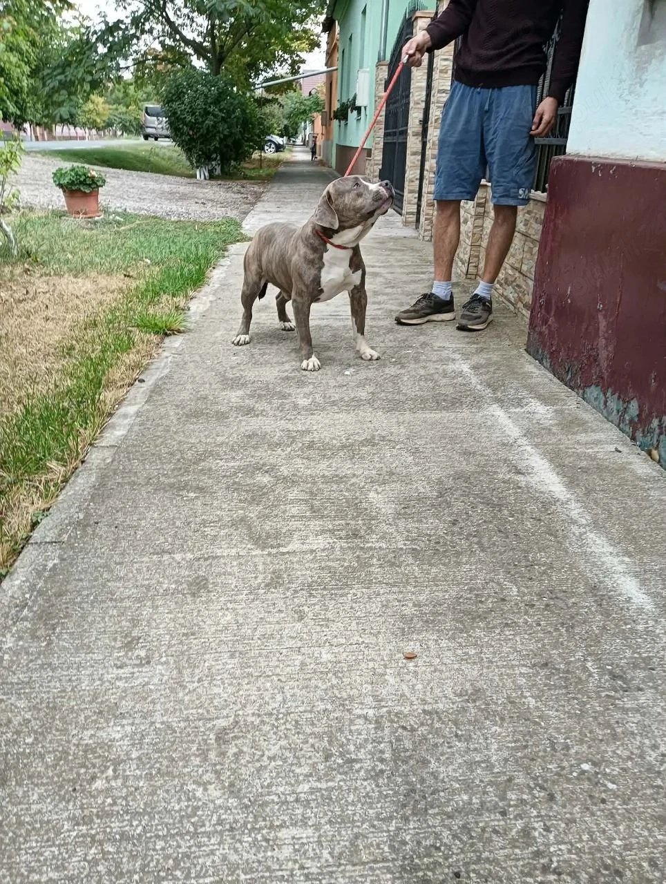 American bully Xl 
