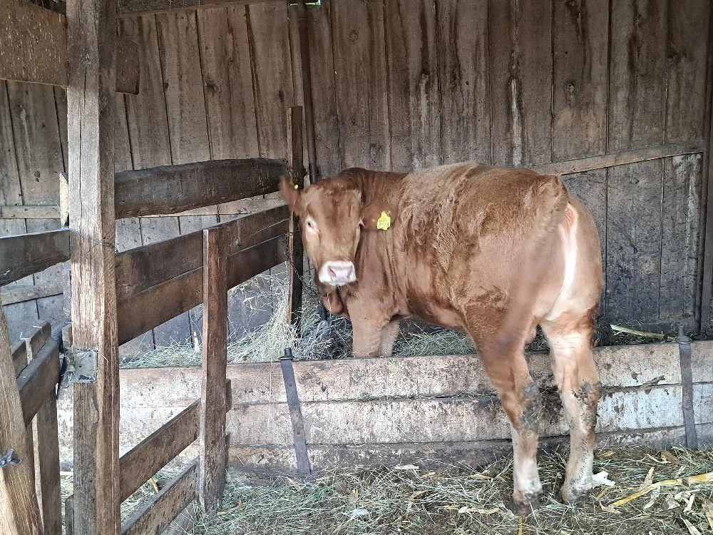 vând vițel 