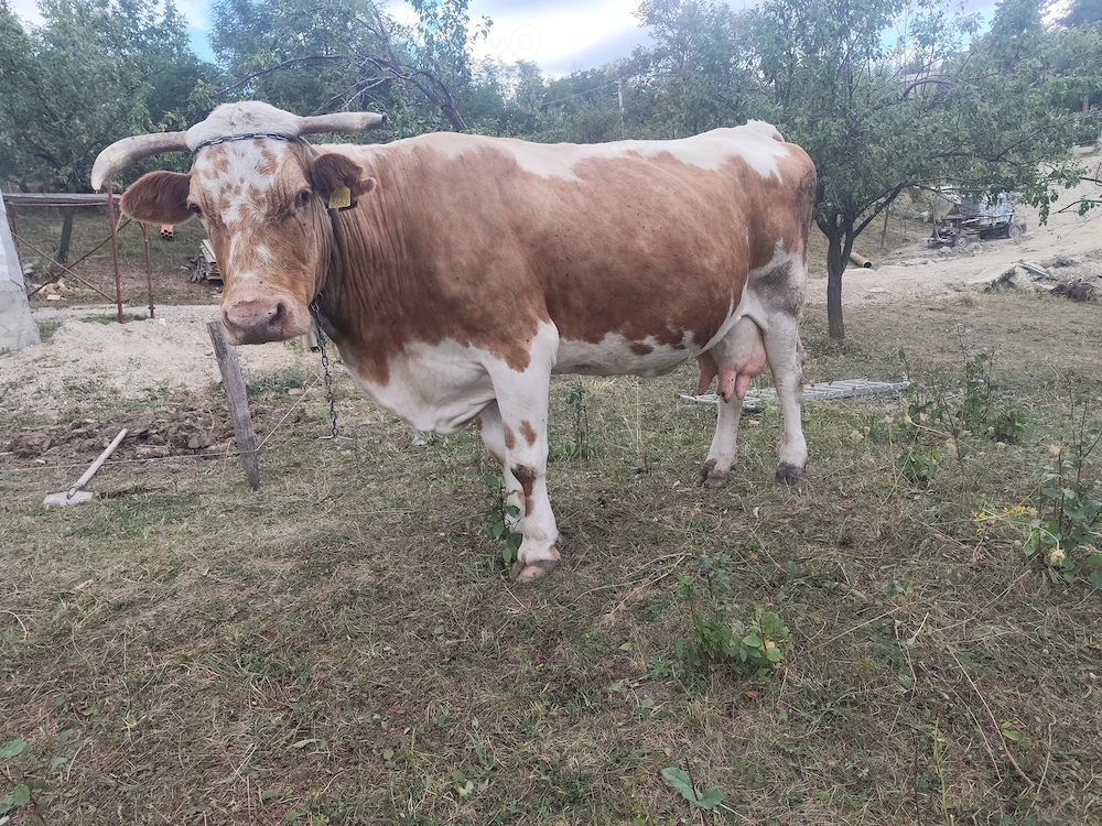 Vand vaca bălțată românească, 8 vitei, cu lapte