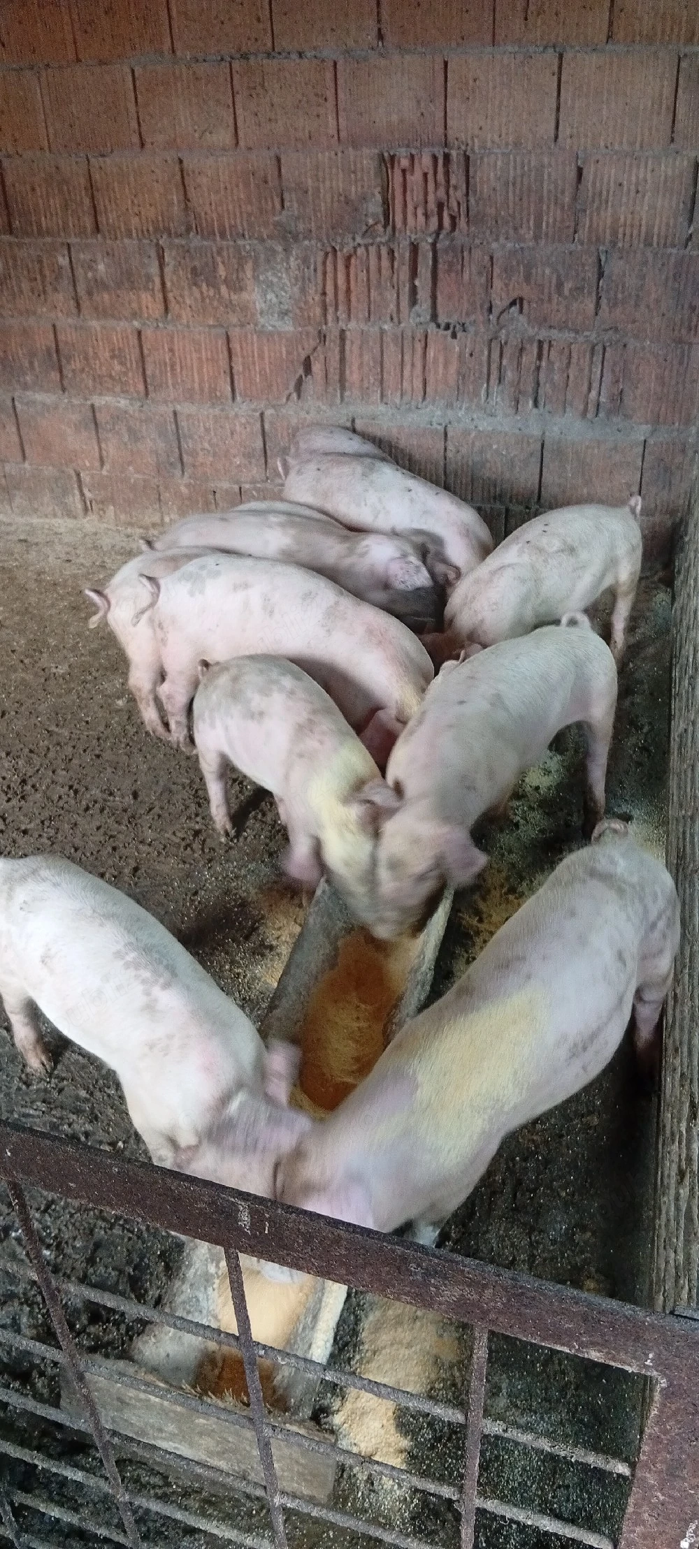 purcei rasa de carne,12 sapt.