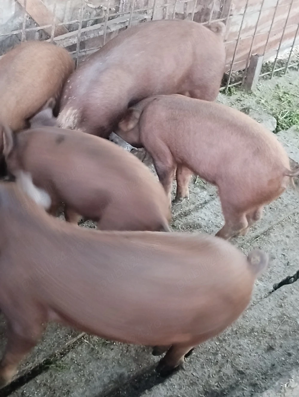 purcei de vânzare 