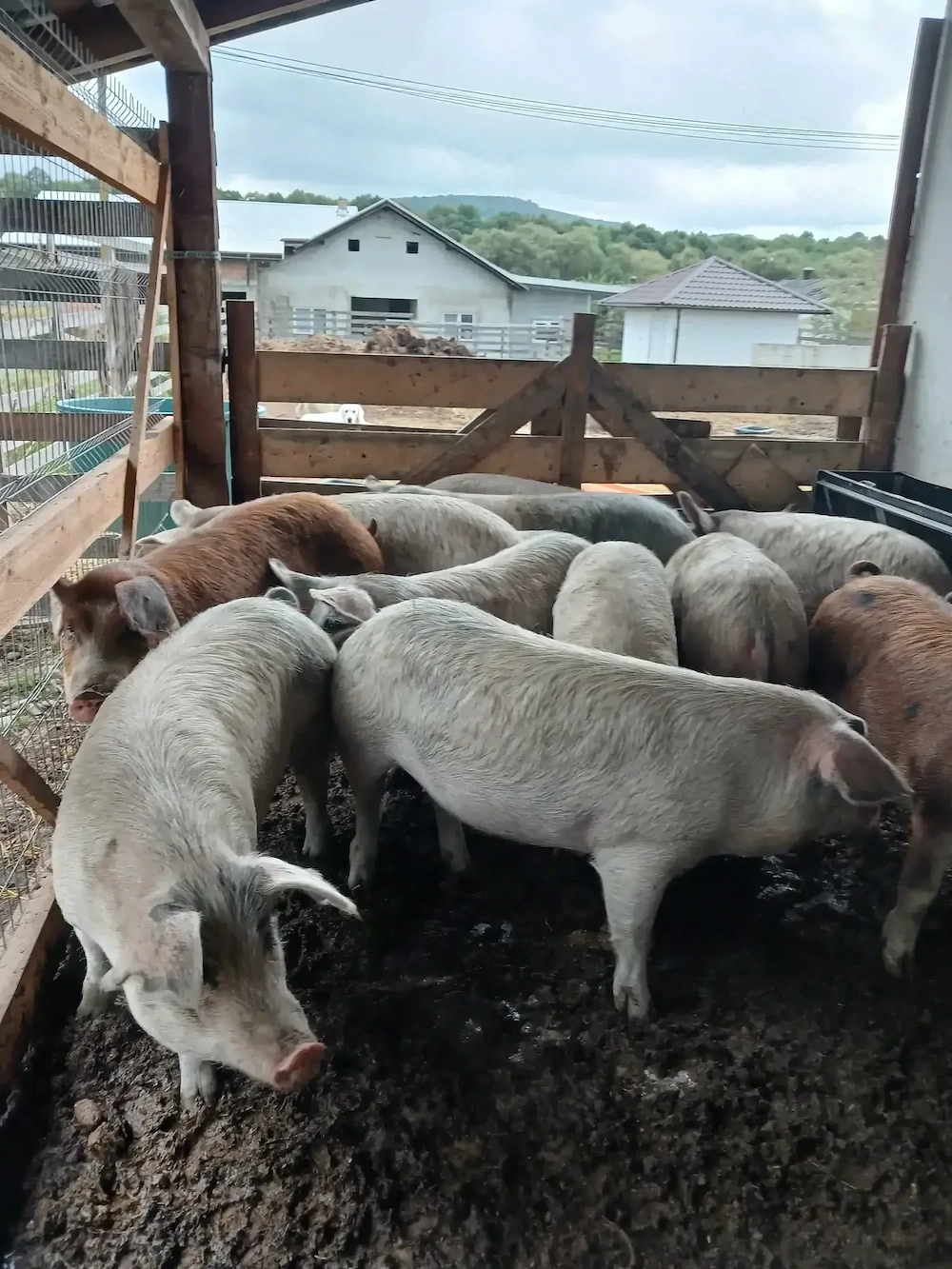Porci de gospodarie  la 90 la 130kg