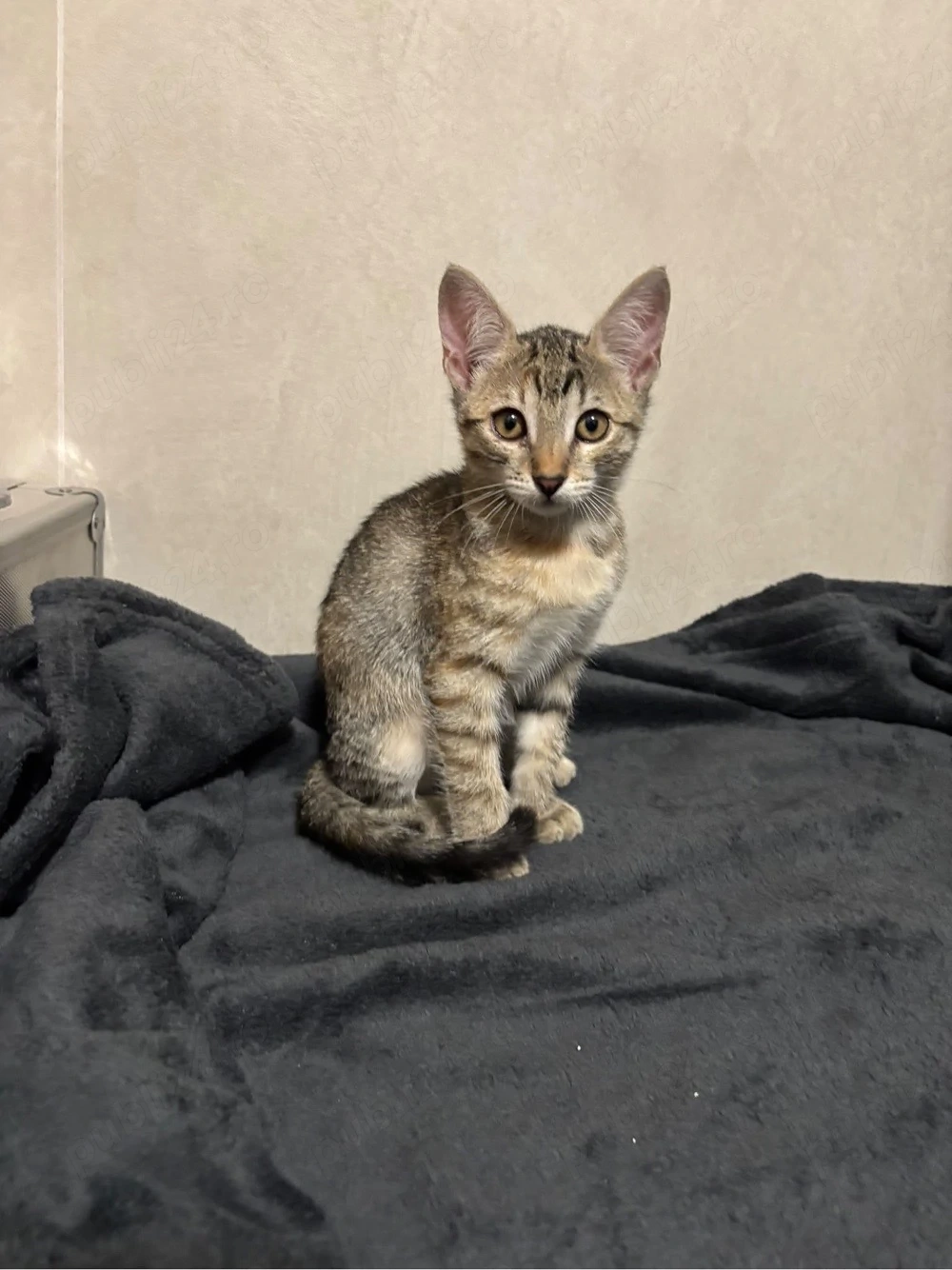 pisicute pentru adoptie timisoara 