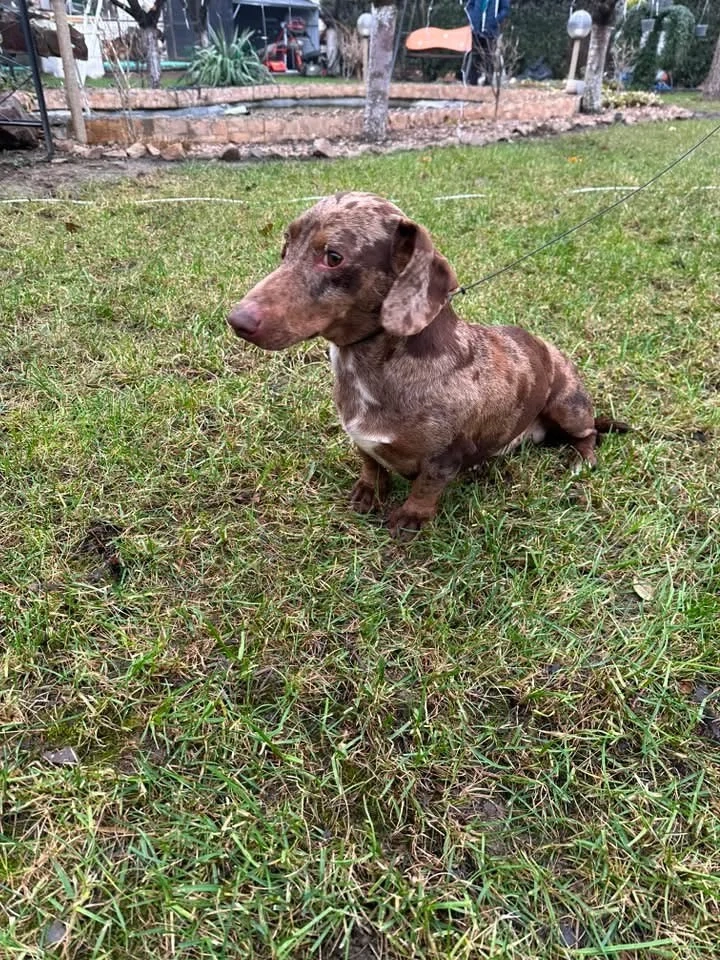 Teckle Merle