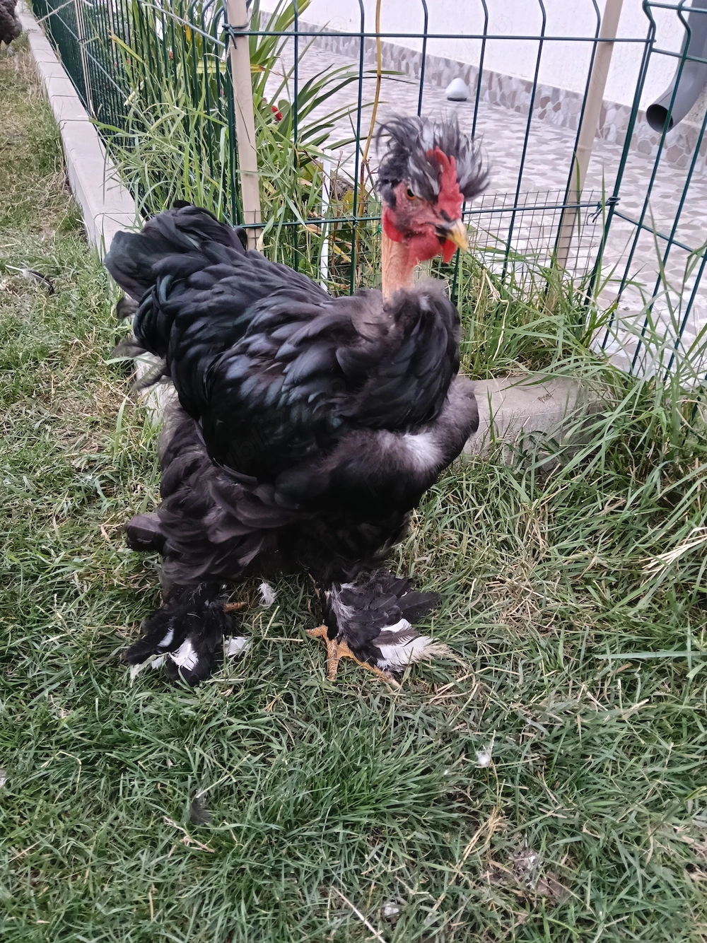 Cocos bobat moțat golaș+ 4 puici motate