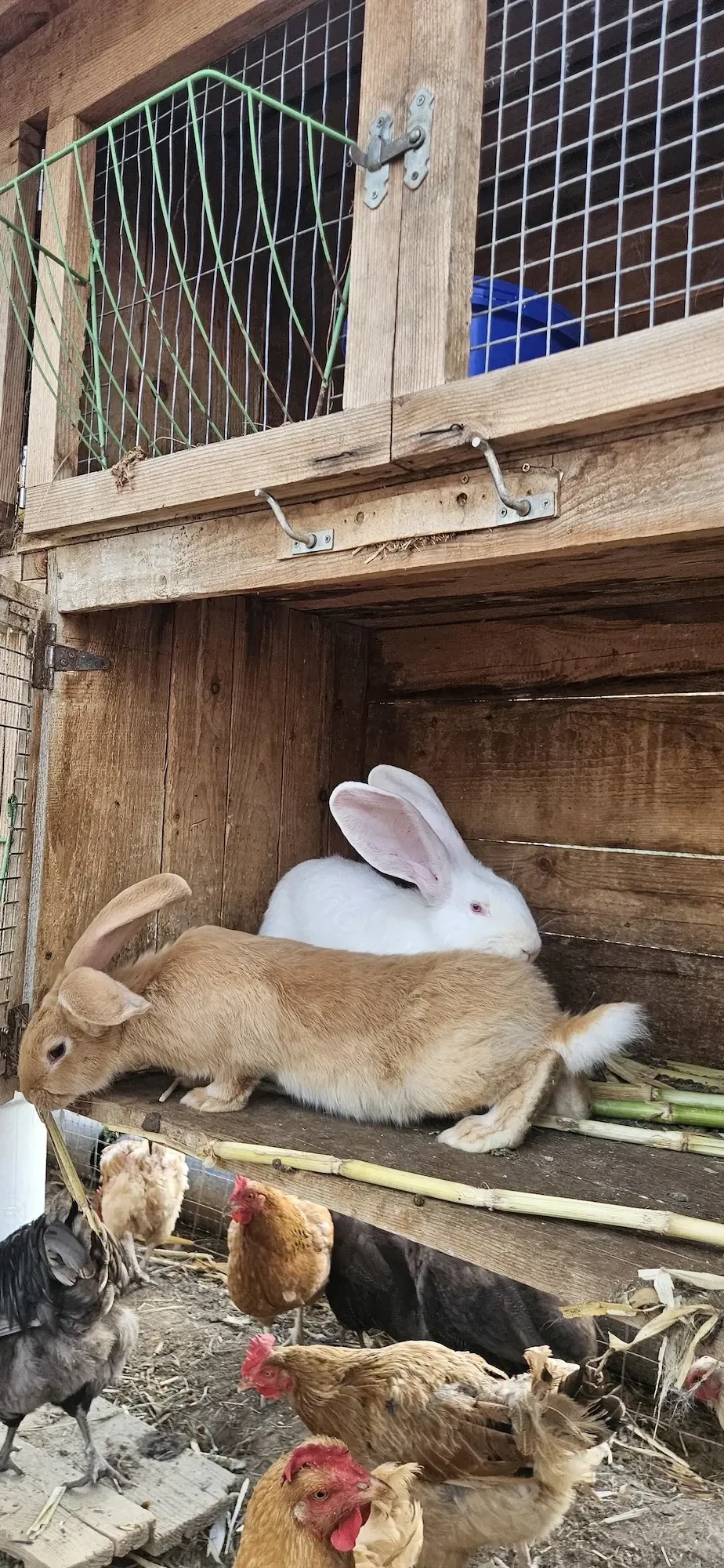 Iepuri UG de vânzare 