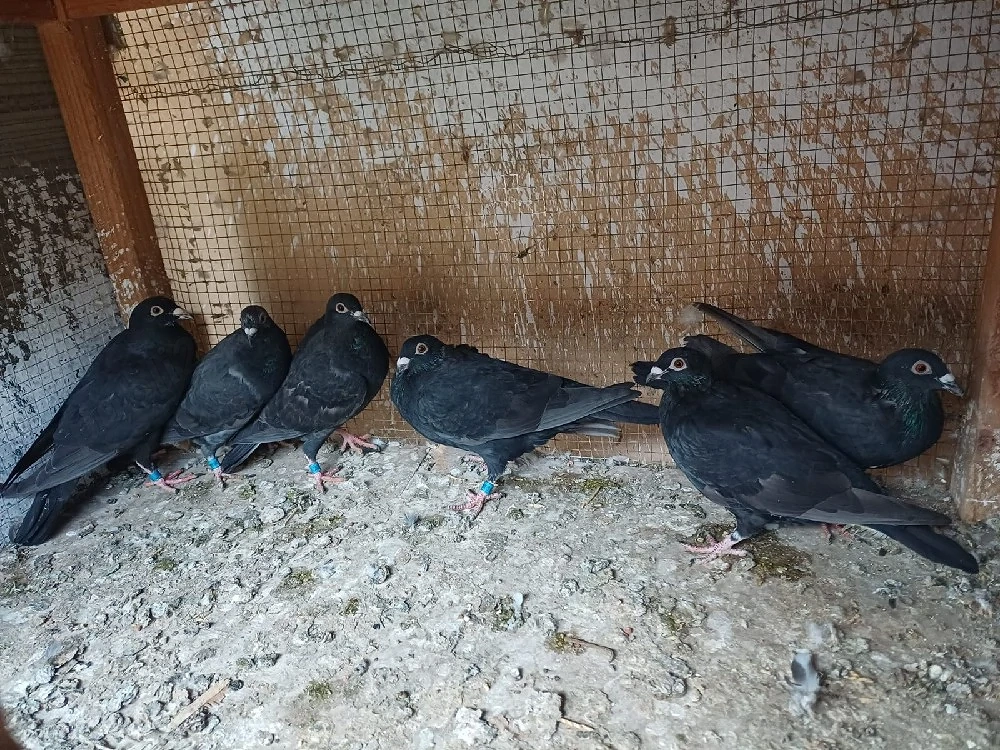 Porumbei voiajori sport de zbor