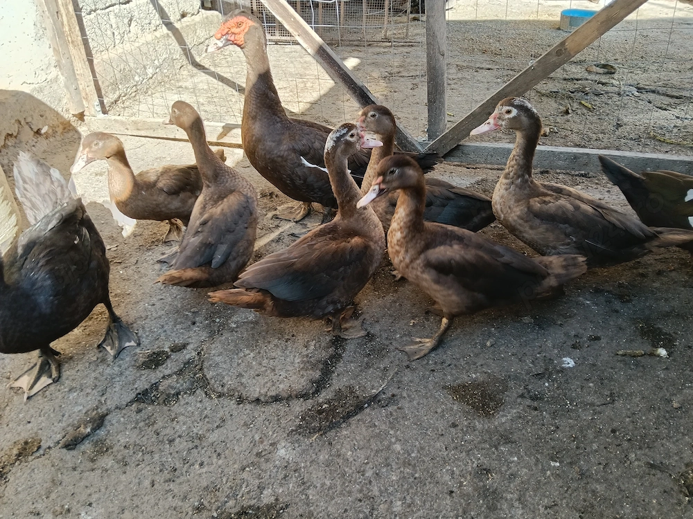 Rate + rățoi leșești ciocolatii 