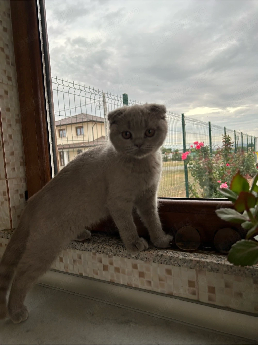 British Scottish fold