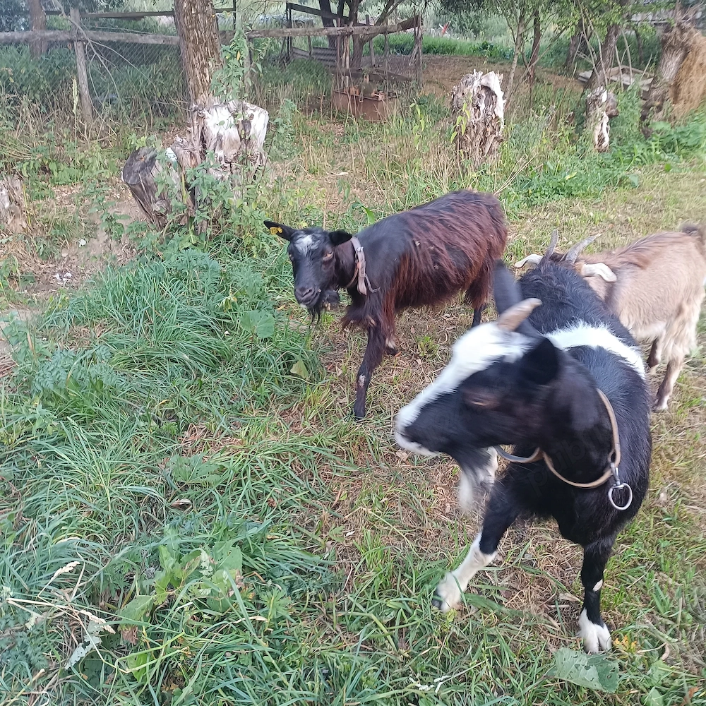 Capră neagră bătrâna 