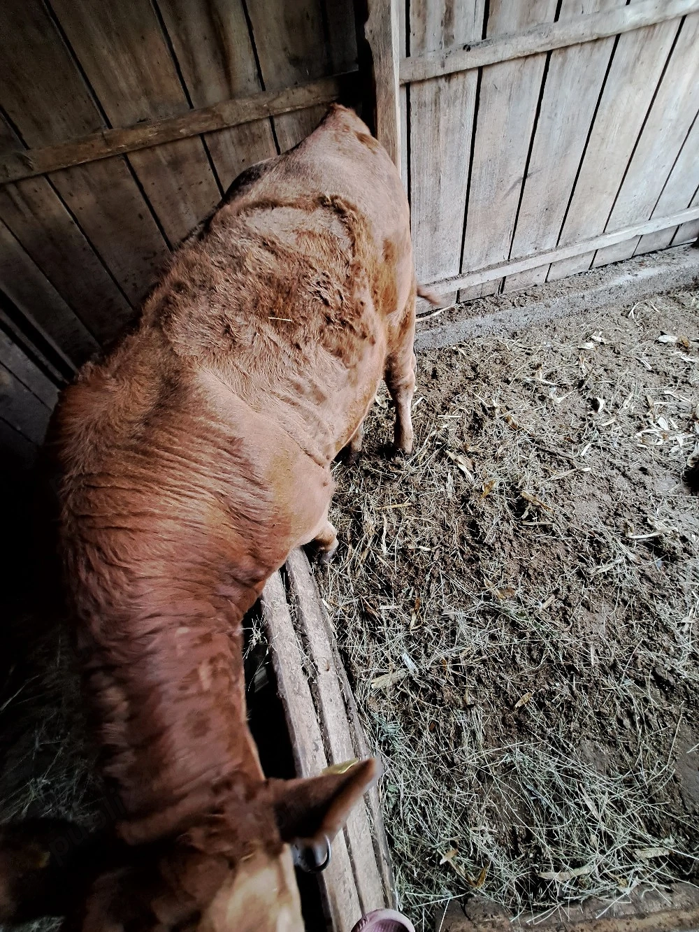 vițel de vânzare 