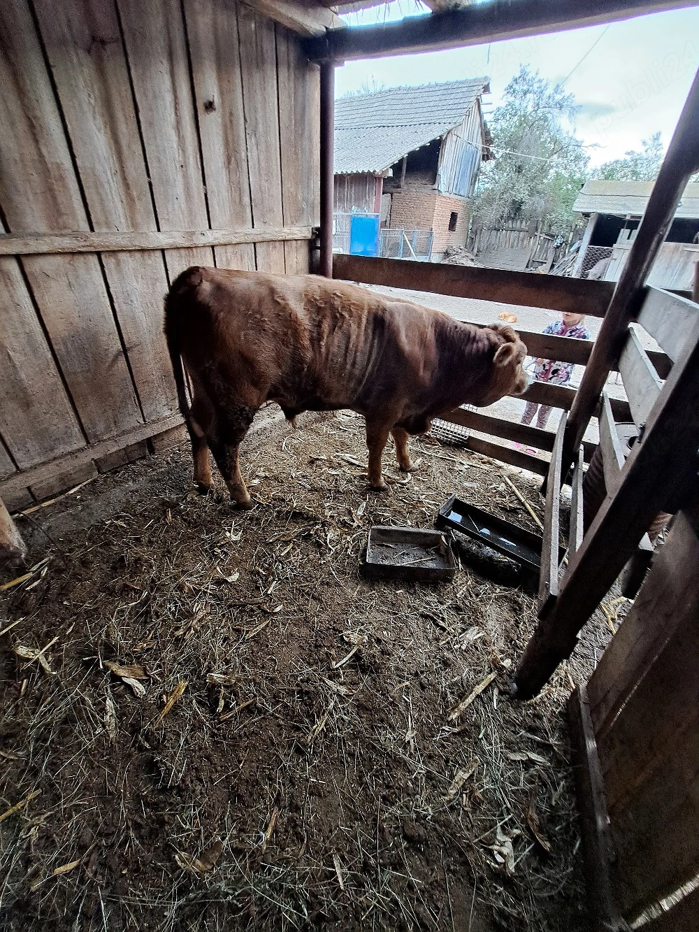 tauras de vânzare 