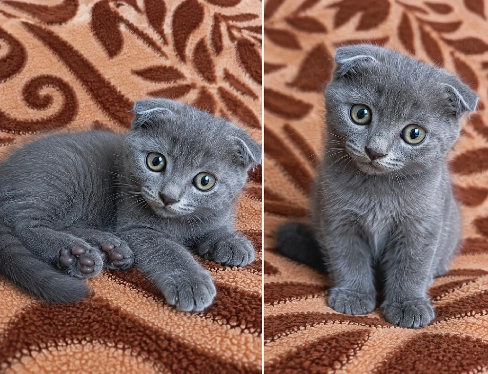 Fetiță și băiat scottish fold