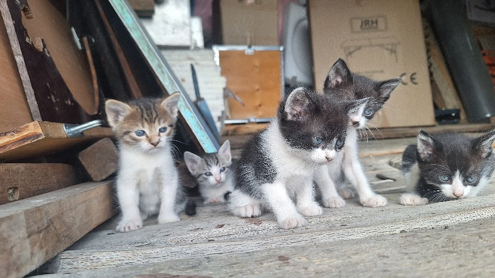 donez pisici (motan  pisica) metis