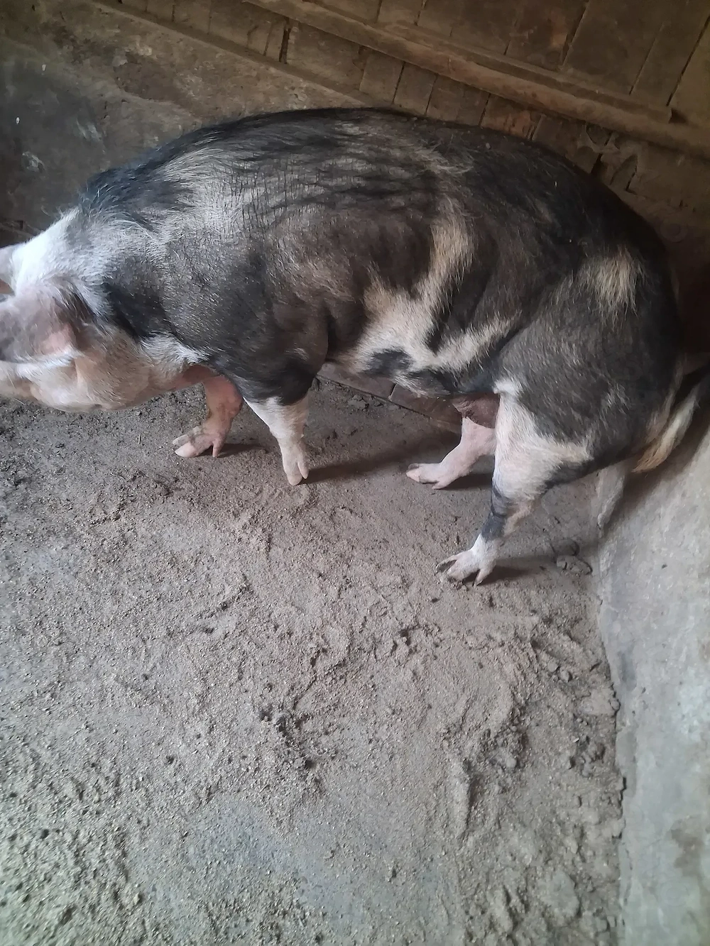 de vanzare scroafă nefătată 210..230 kg 
