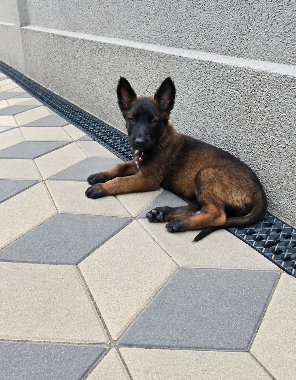 Vând Ciobănesc Belgian Malinois