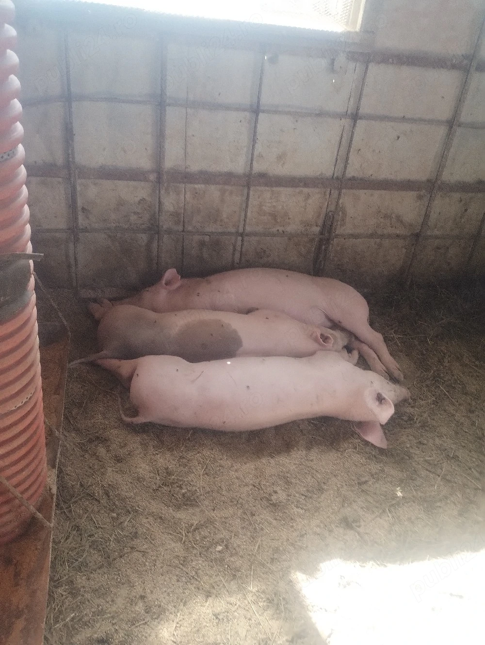 purcei castrați vârsta 4 luni jumate pret 700lei