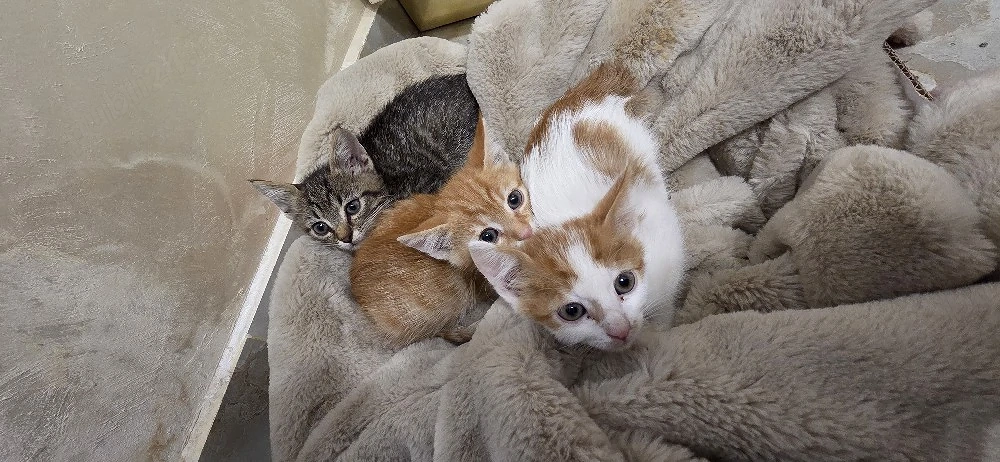 3 pui de pisică spre adopție   pisicuțe de 1 2 luni