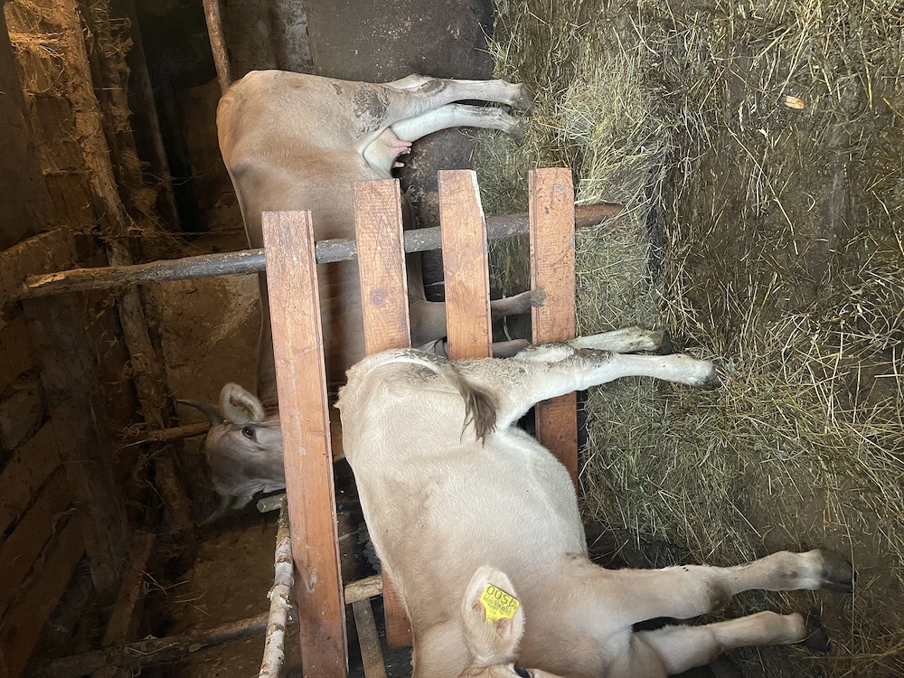 Vând vaca și vițica de 2 luni 