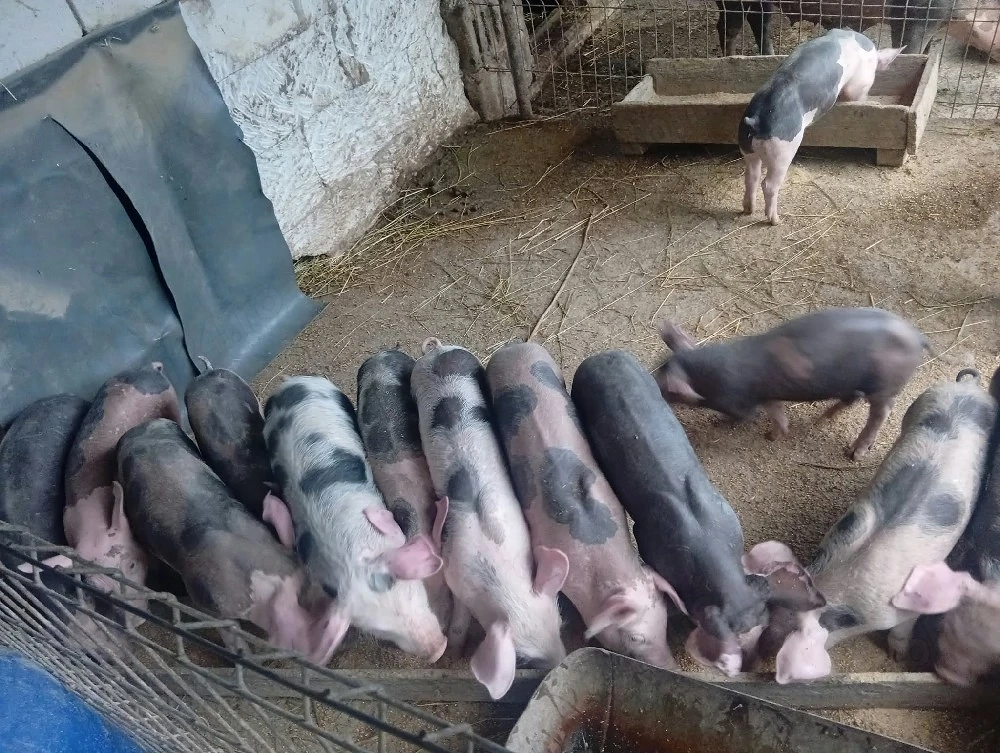 vand porci 