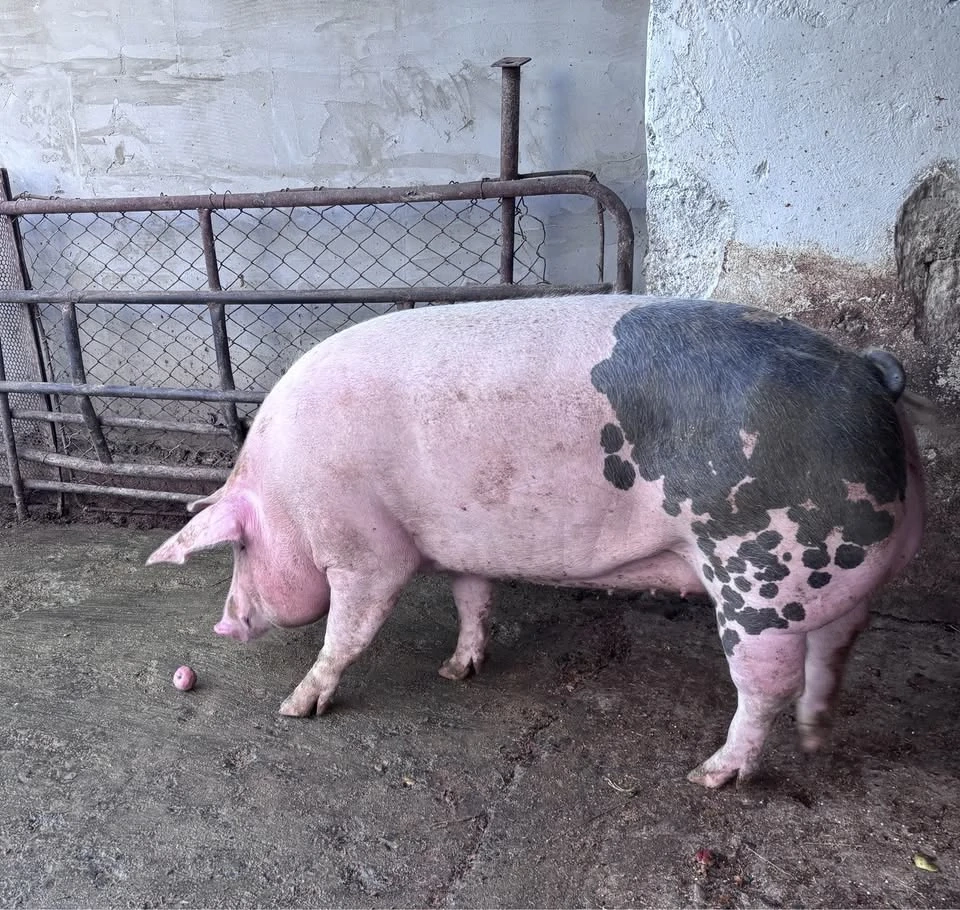 Vand PORC DE CASĂ - crescut natural!