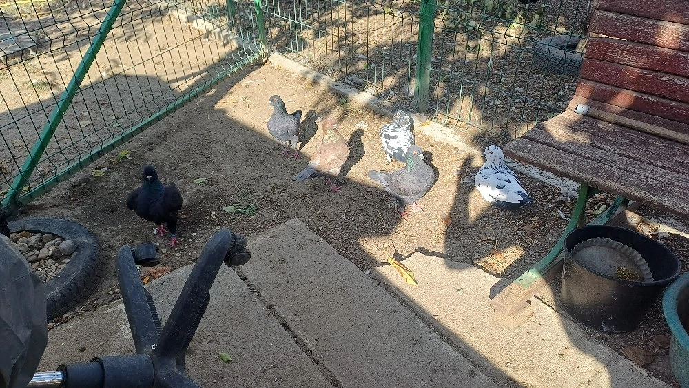 De vânzare porumbei King și  postas voiajor 