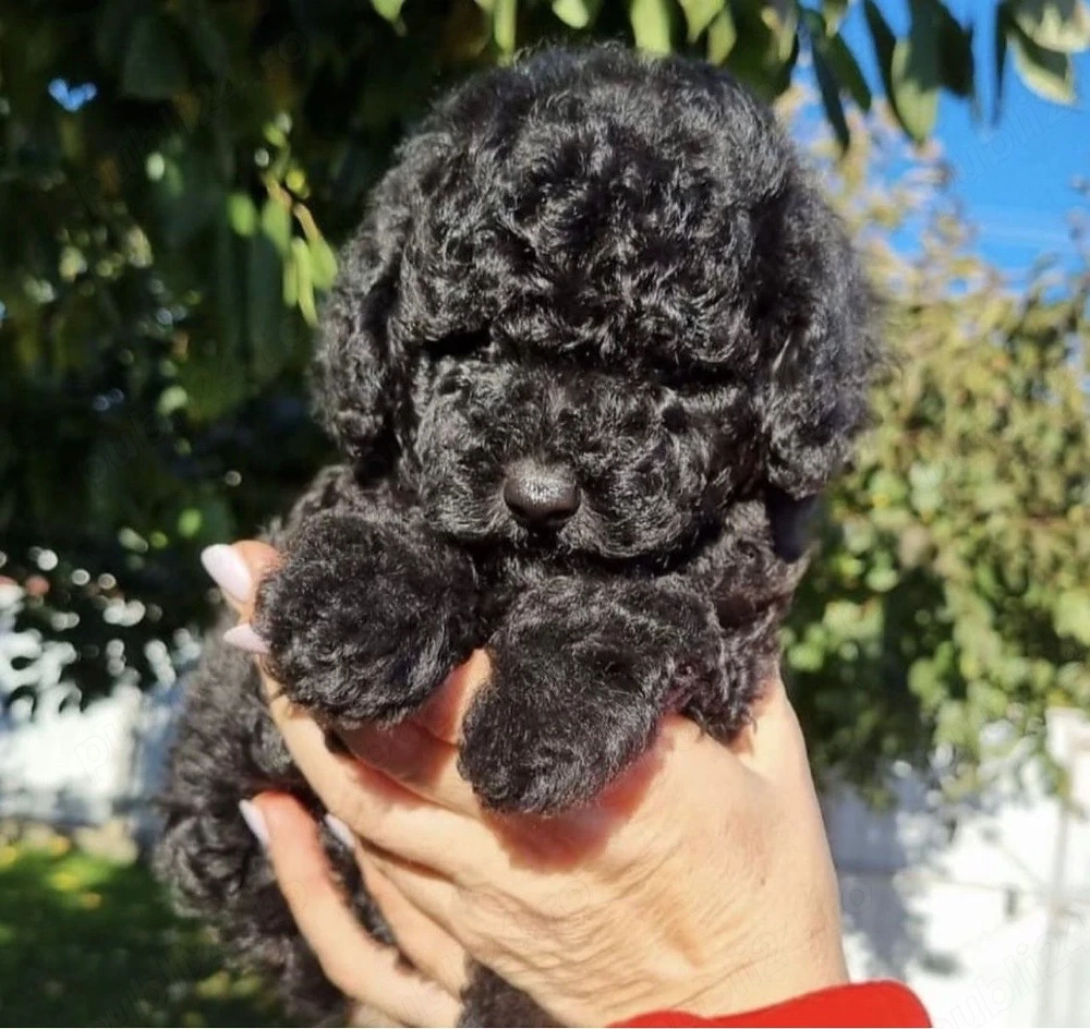 pui caniche femela 2 luni