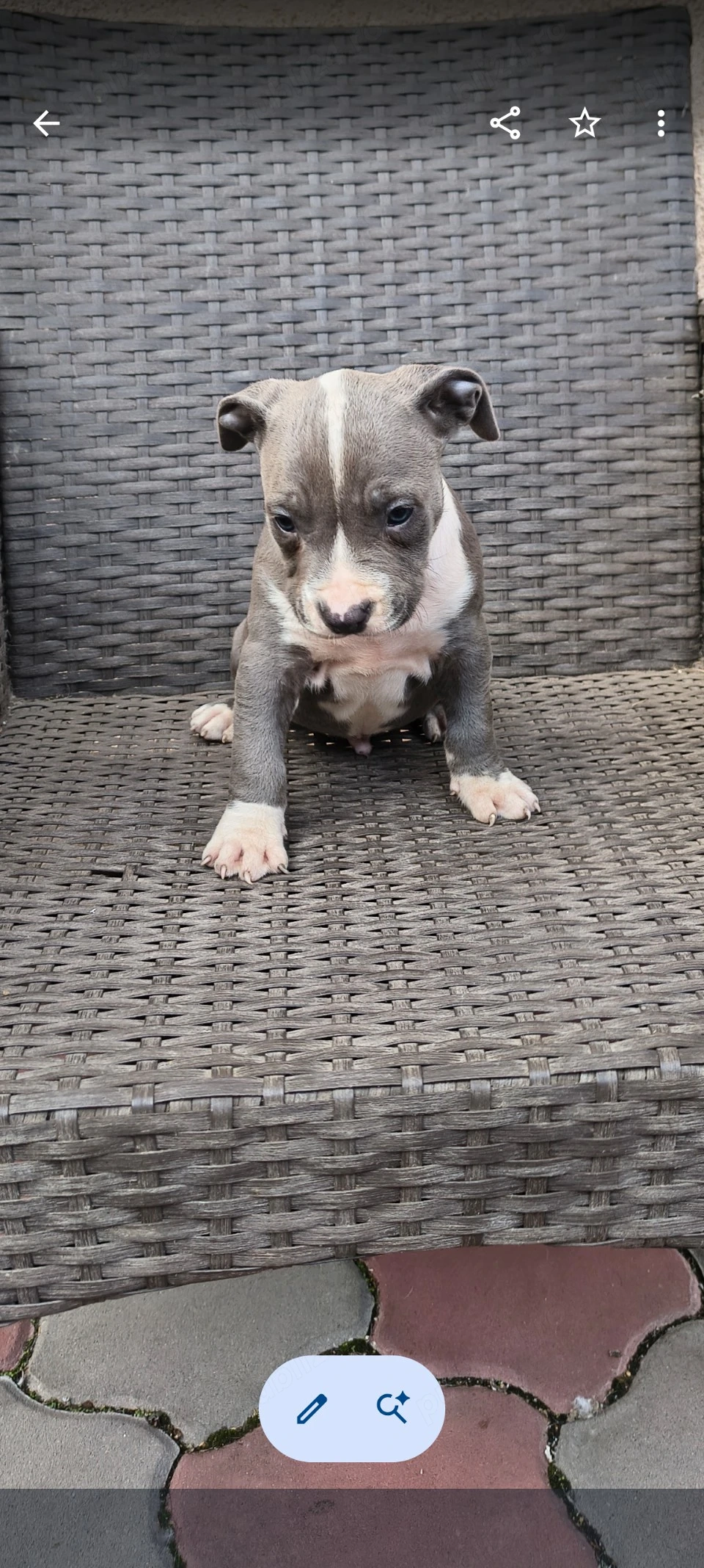 Cățel Amstaff blue 