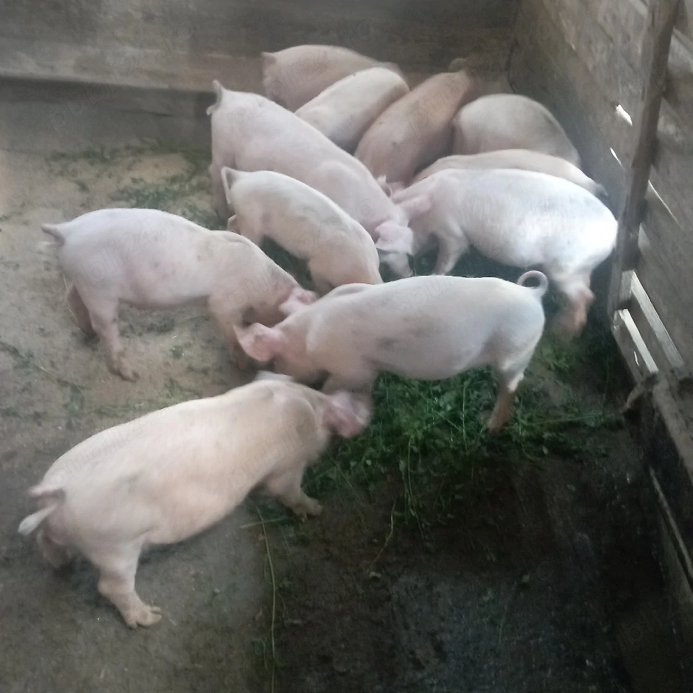rasă de carne 