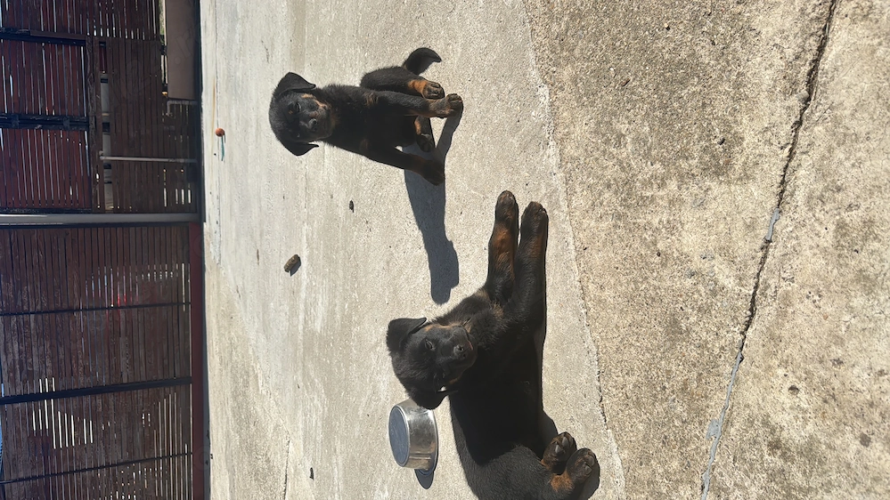 Rotweiler pui 
