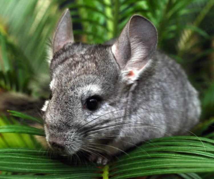 Chinchilla Mascul 4 luni
