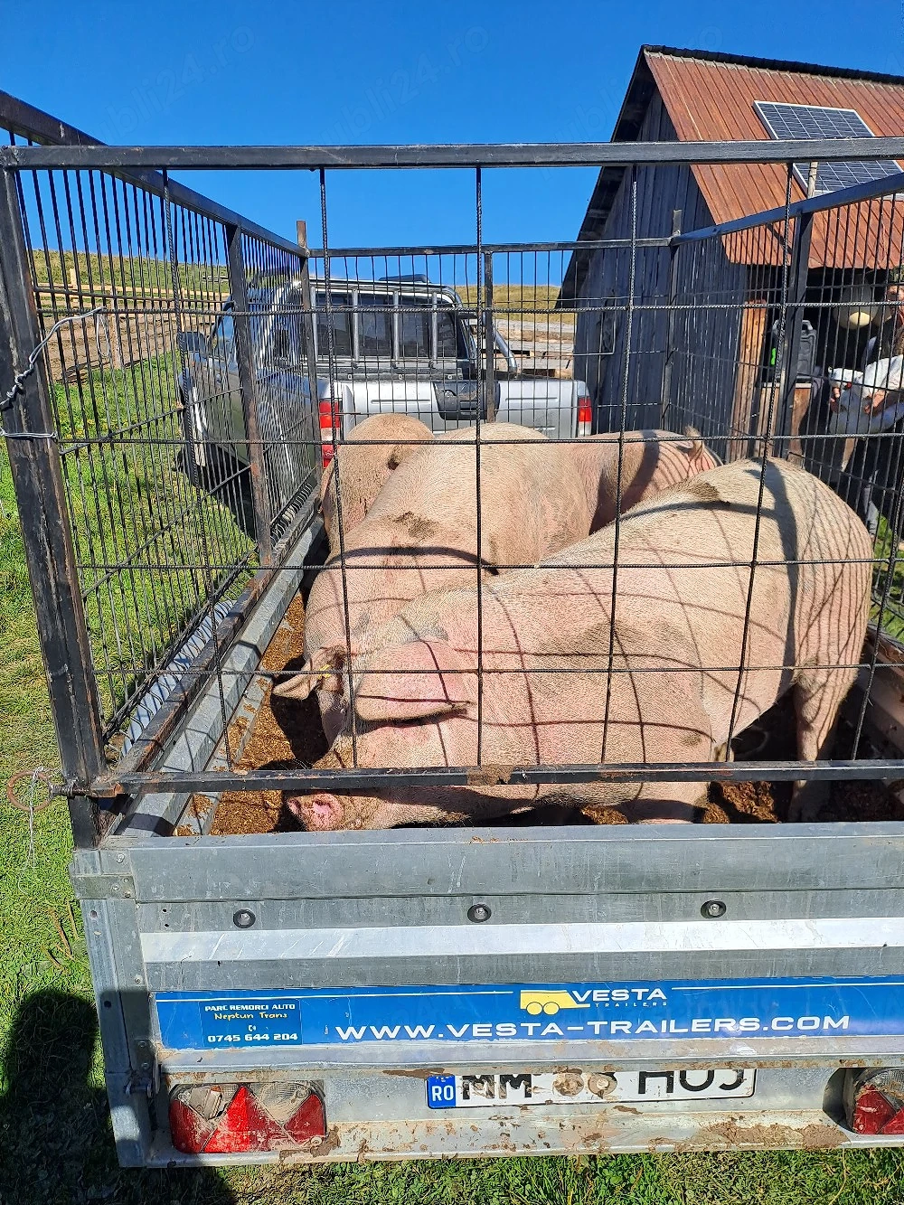 porci de vanzare