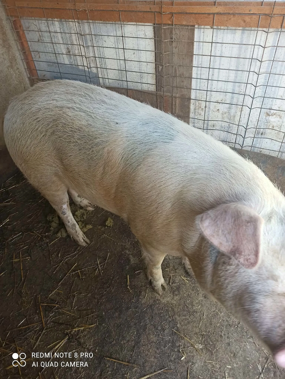Vand porc Marele alb