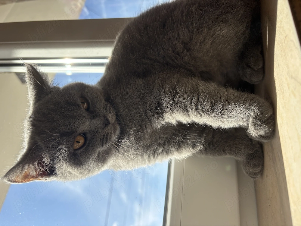 Fetiță British Shorthair Blue 