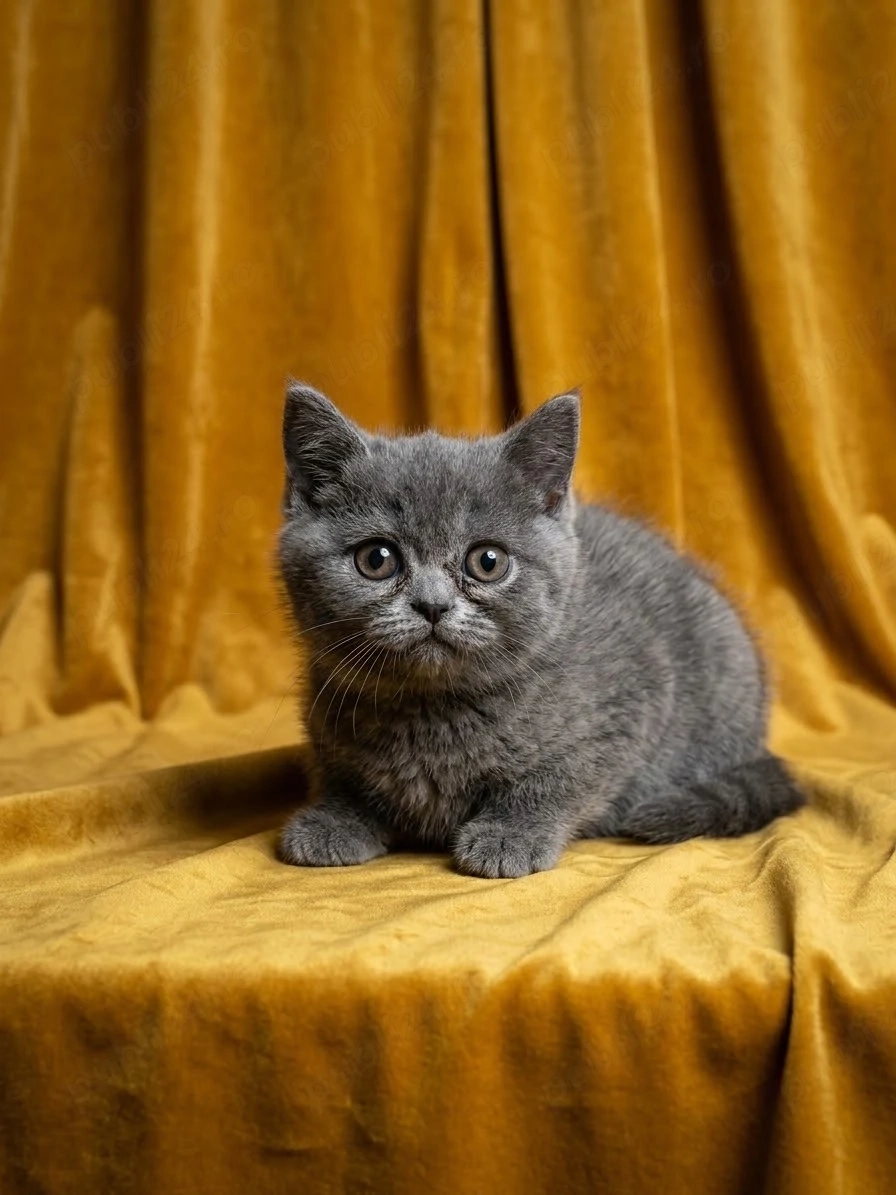 British shorthair blue si  british shorthair white 
