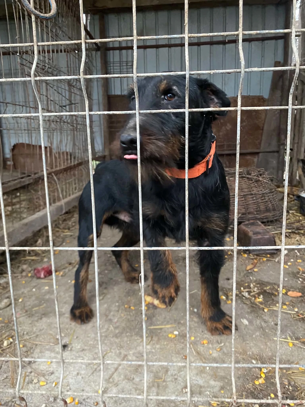 Vand jagdterrier 2ani