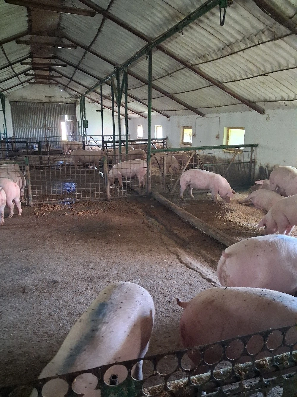 porci de vanzare