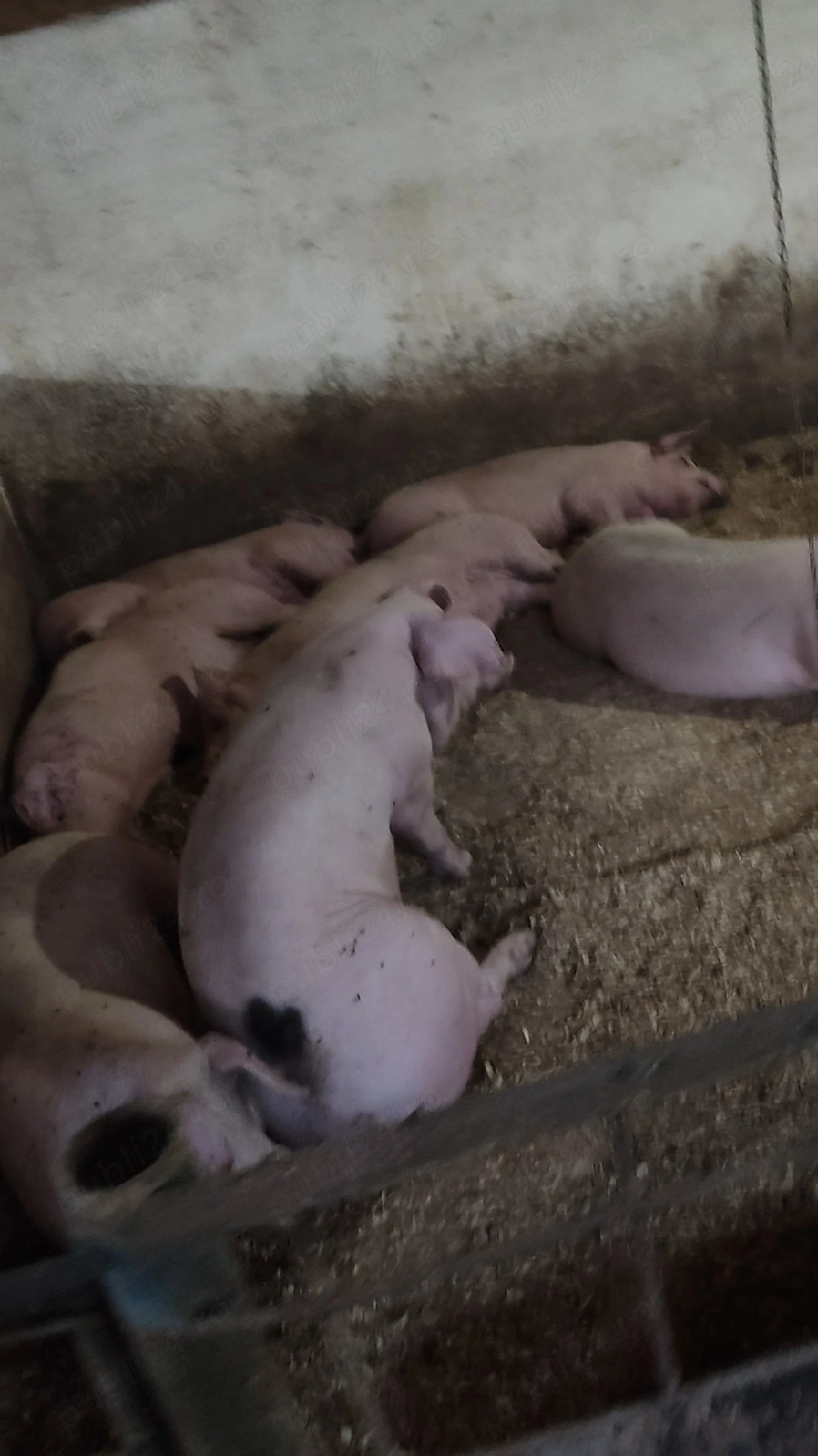 porci de vânzare   