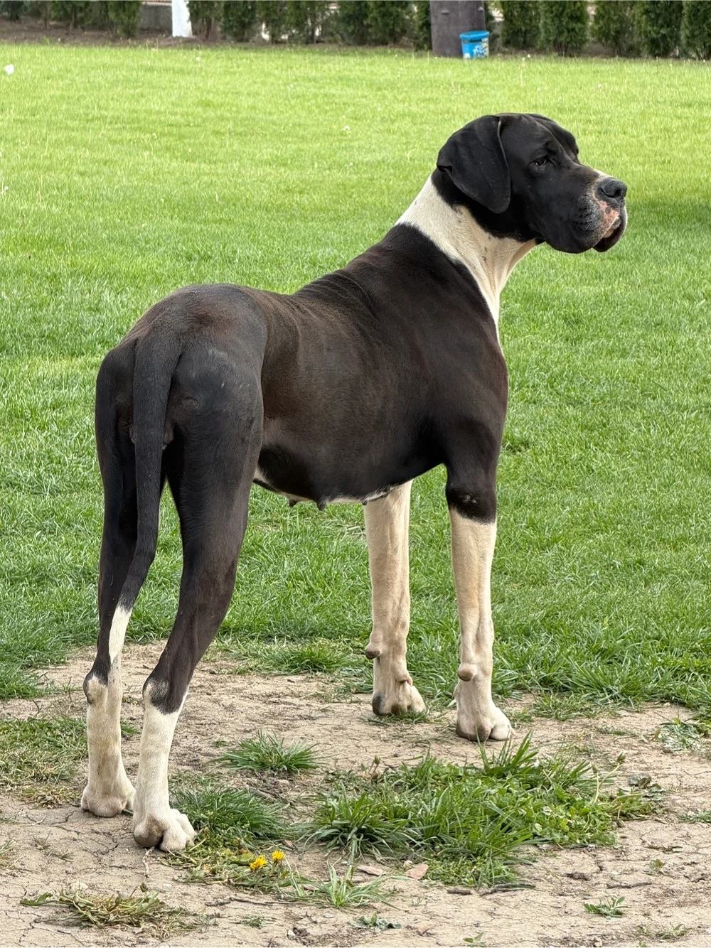 dog german femela cu pedigree 