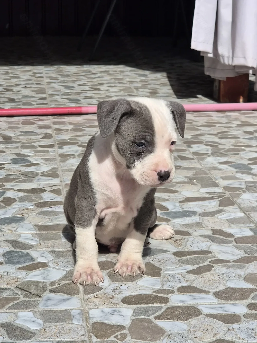 Catei Amstaff Blue rasa pura