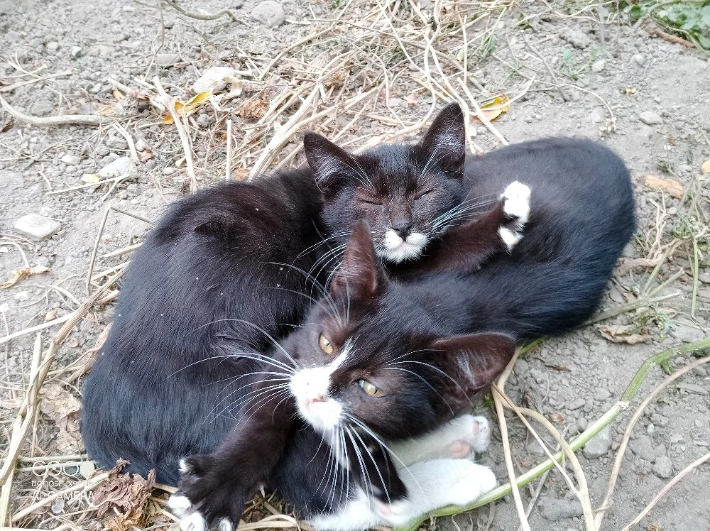 Pisicuti spre adoptie