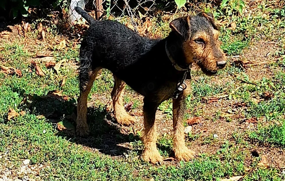 Catelusa jagdterrier!