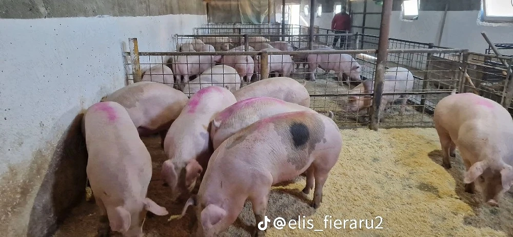 porcii de vânzare   