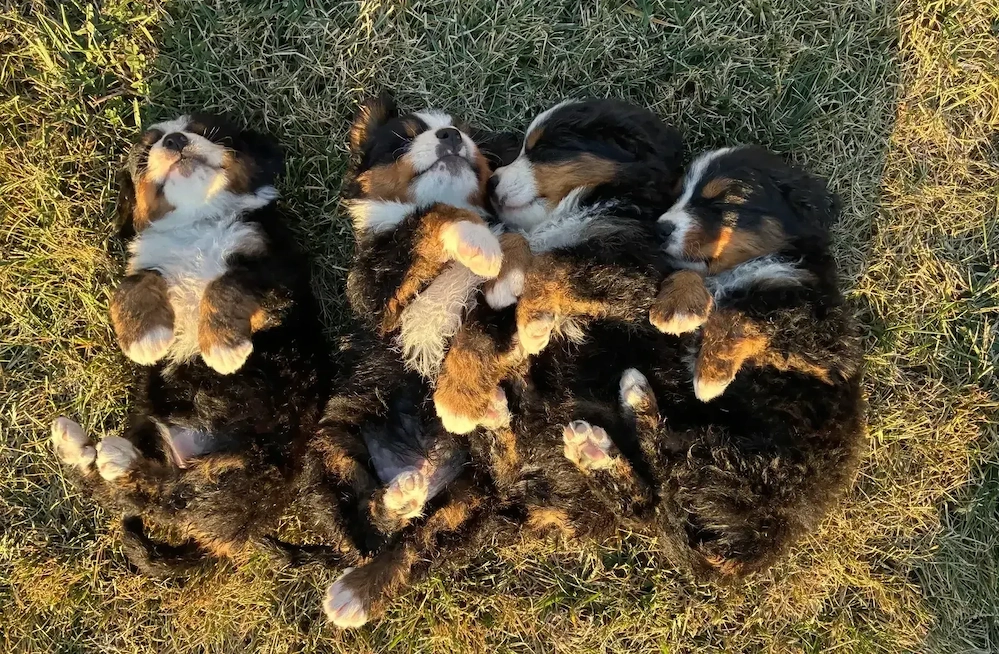 Ciobanesc de Berna, Bernese mountain dog, Bernadez