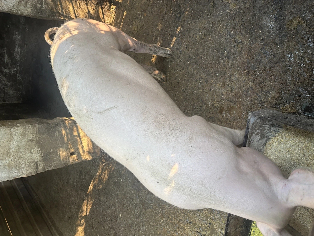 Vând porci de la 50 de kg 